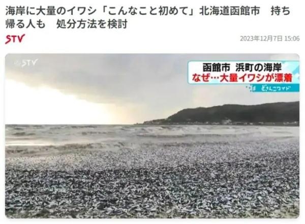 日本北海道海岸现大量沙丁鱼尸体：密密麻麻铺满水面 场面骇人