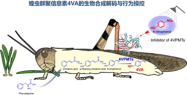 中科院破解蝗虫“交流暗号” 引诱聚集起来一网打尽