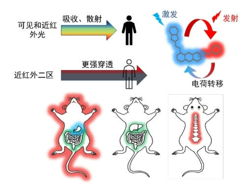 中科院发明新型荧光探针：能让骨骼“发光” 一览无余
