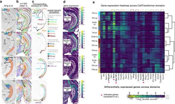 人类画了100年的脑图 AI仅用几小时！还绘制出新脑区