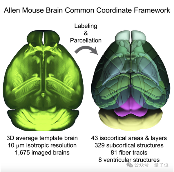 人类画了100年的脑图 AI仅用几小时！还绘制出新脑区