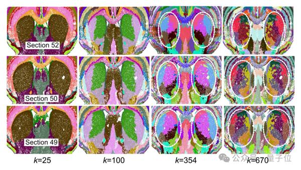 人类画了100年的脑图 AI仅用几小时！还绘制出新脑区