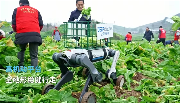 云深处机器狗正式下乡！帮涪陵农民收起了榨菜