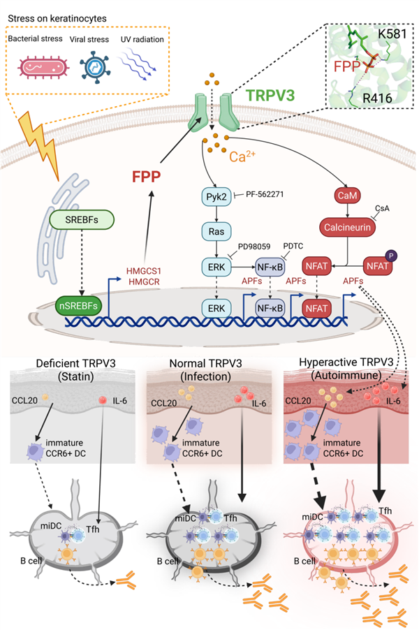 十余年攻关!清华大学破解免疫学核心谜题
